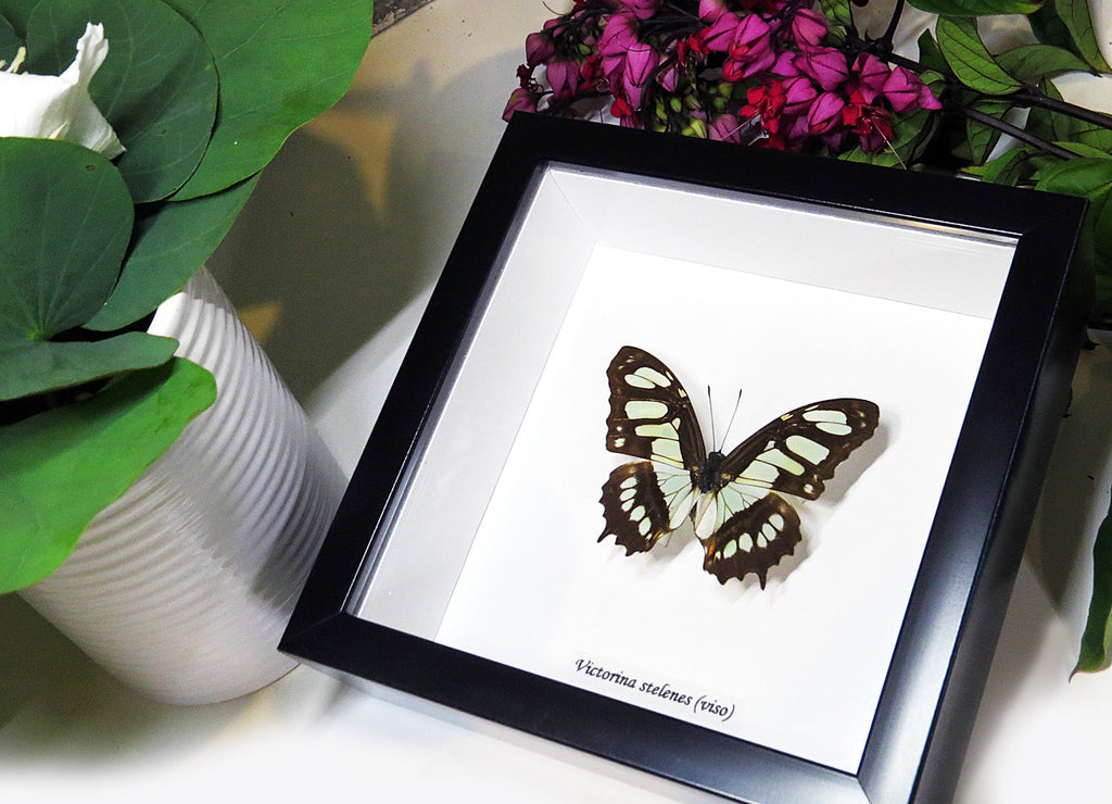 Framed butterfly collection Victorina stelenes Bits&Bugs 