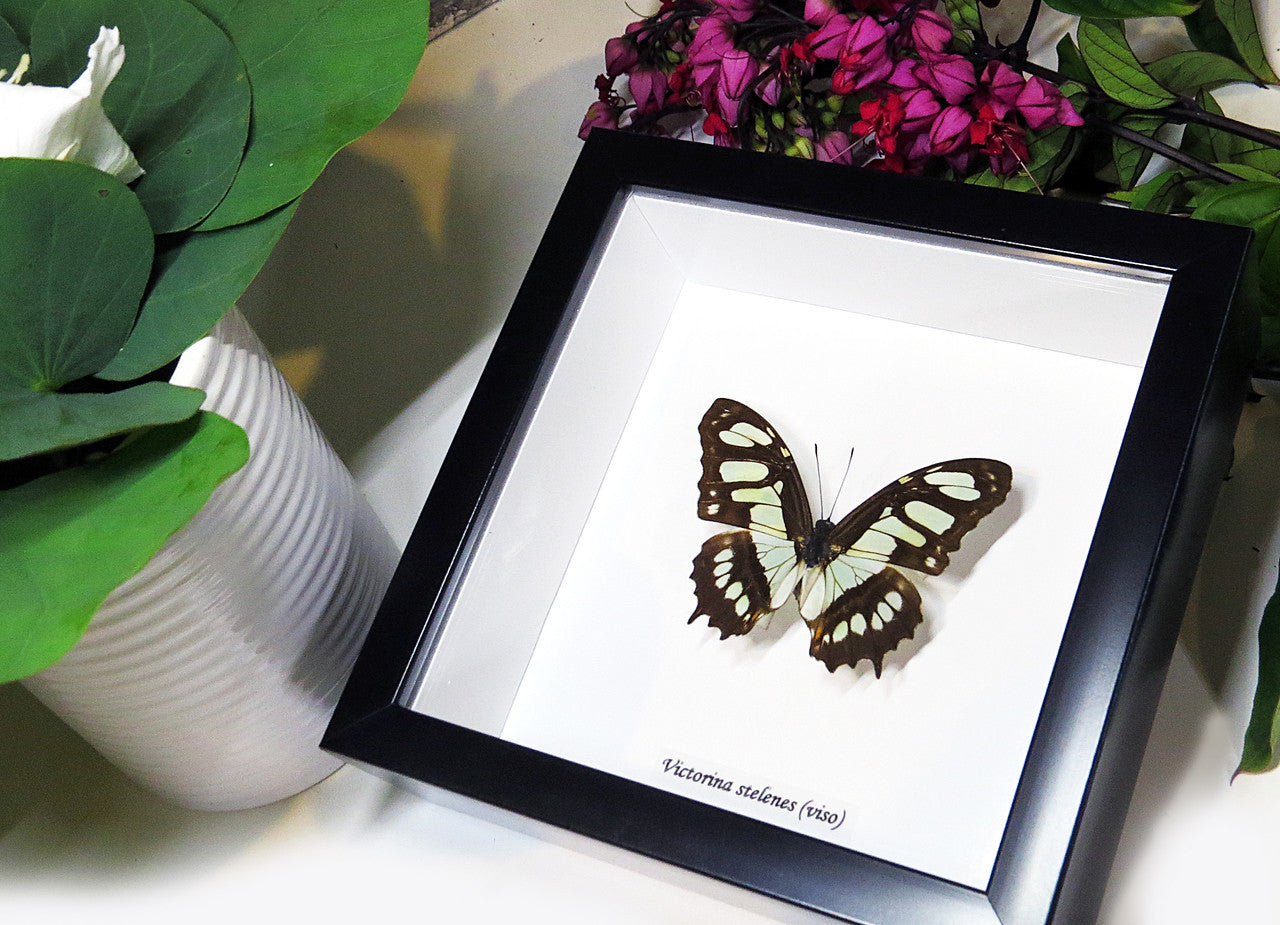 Framed butterfly collection Victorina stelenes Bits&Bugs 