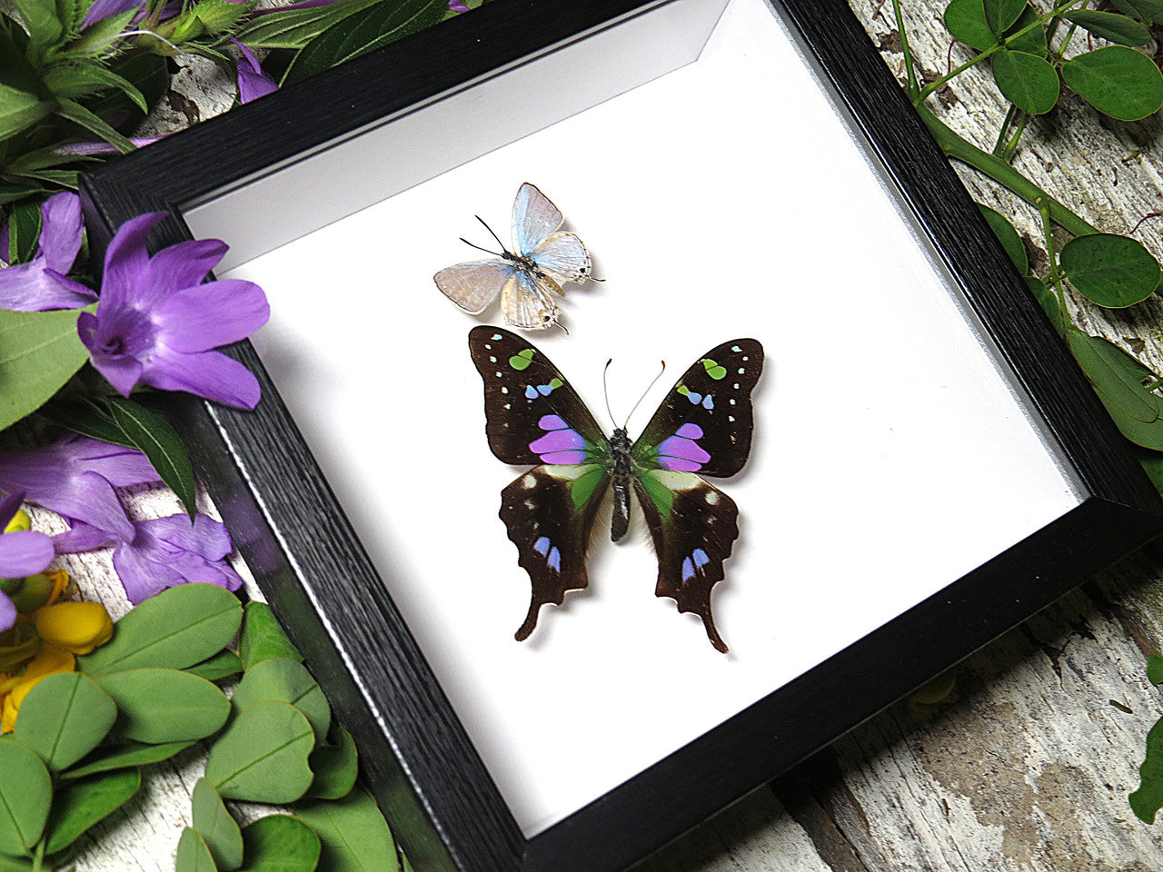 Graphium weiskei