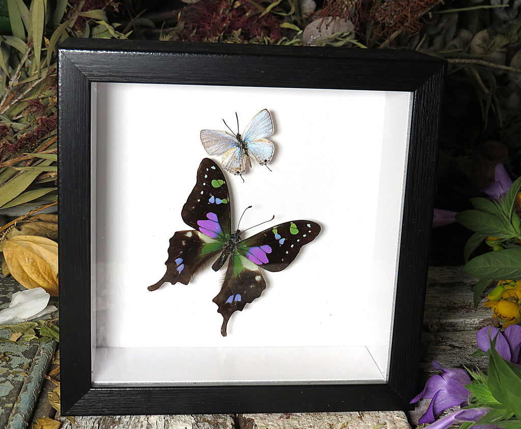 Graphium weiskei