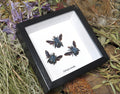 Xylocopa caerulea