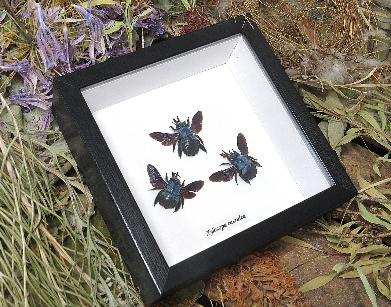 Xylocopa caerulea
