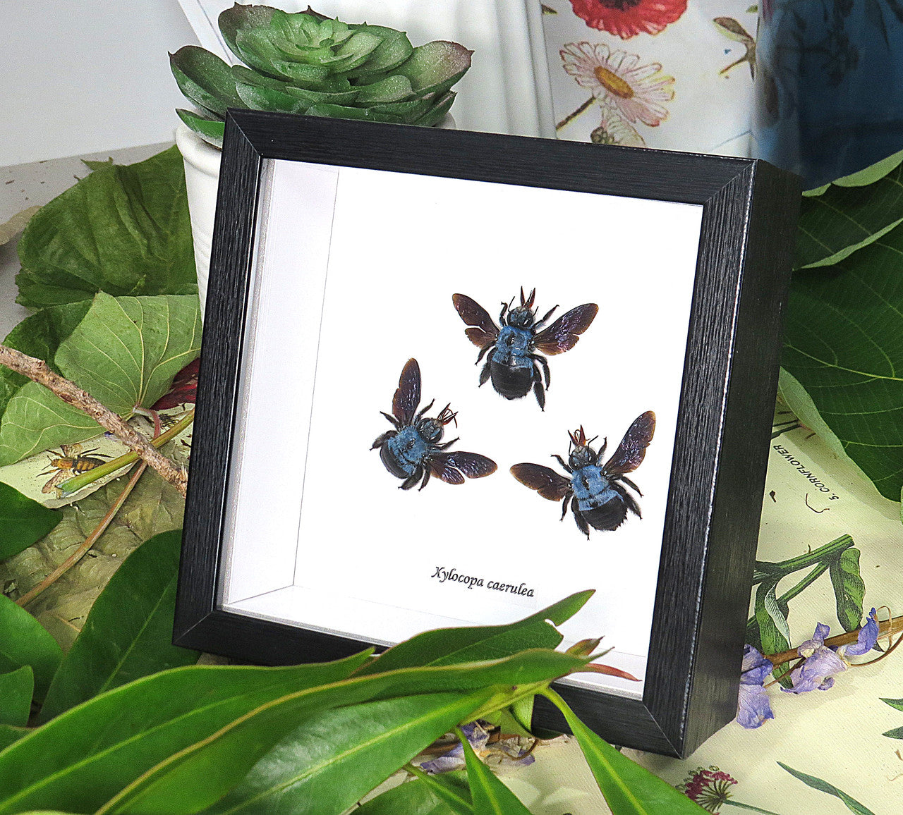 Xylocopa caerulea