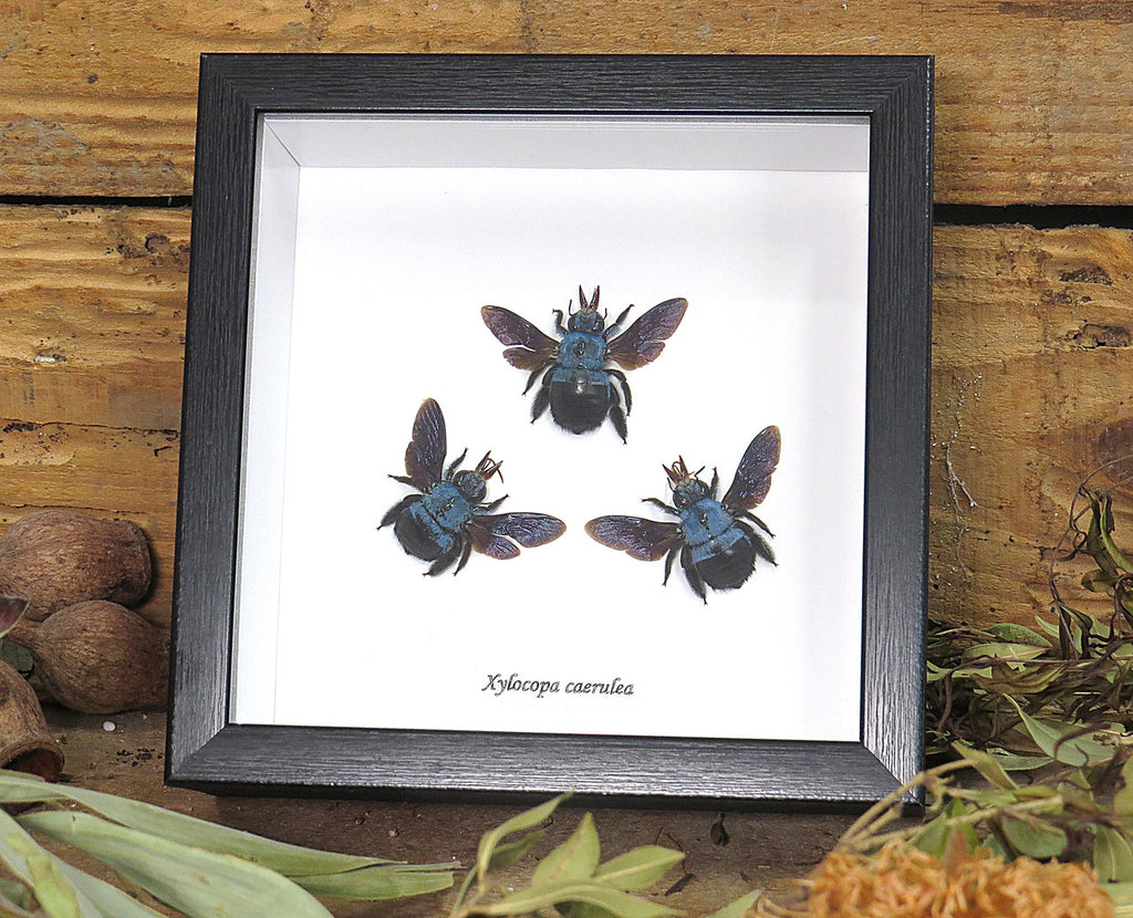 Xylocopa caerulea