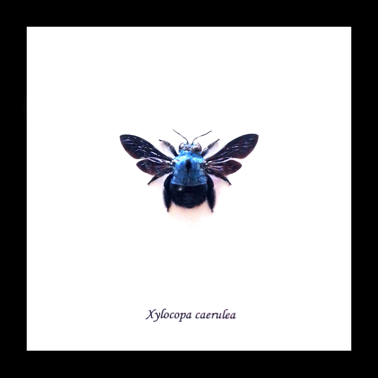 Xylocopa caerulea Bee # 2  ( special )