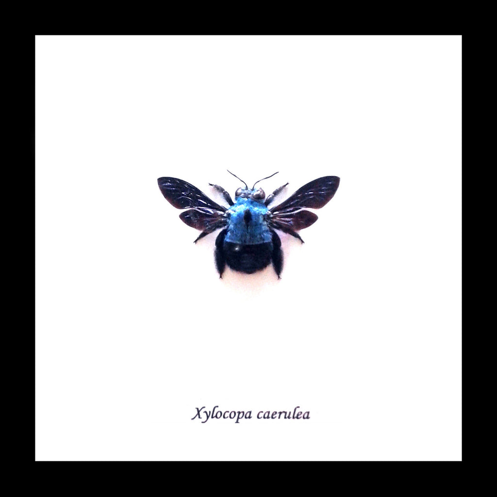 Xylocopa caerulea Bee Bits & Bugs