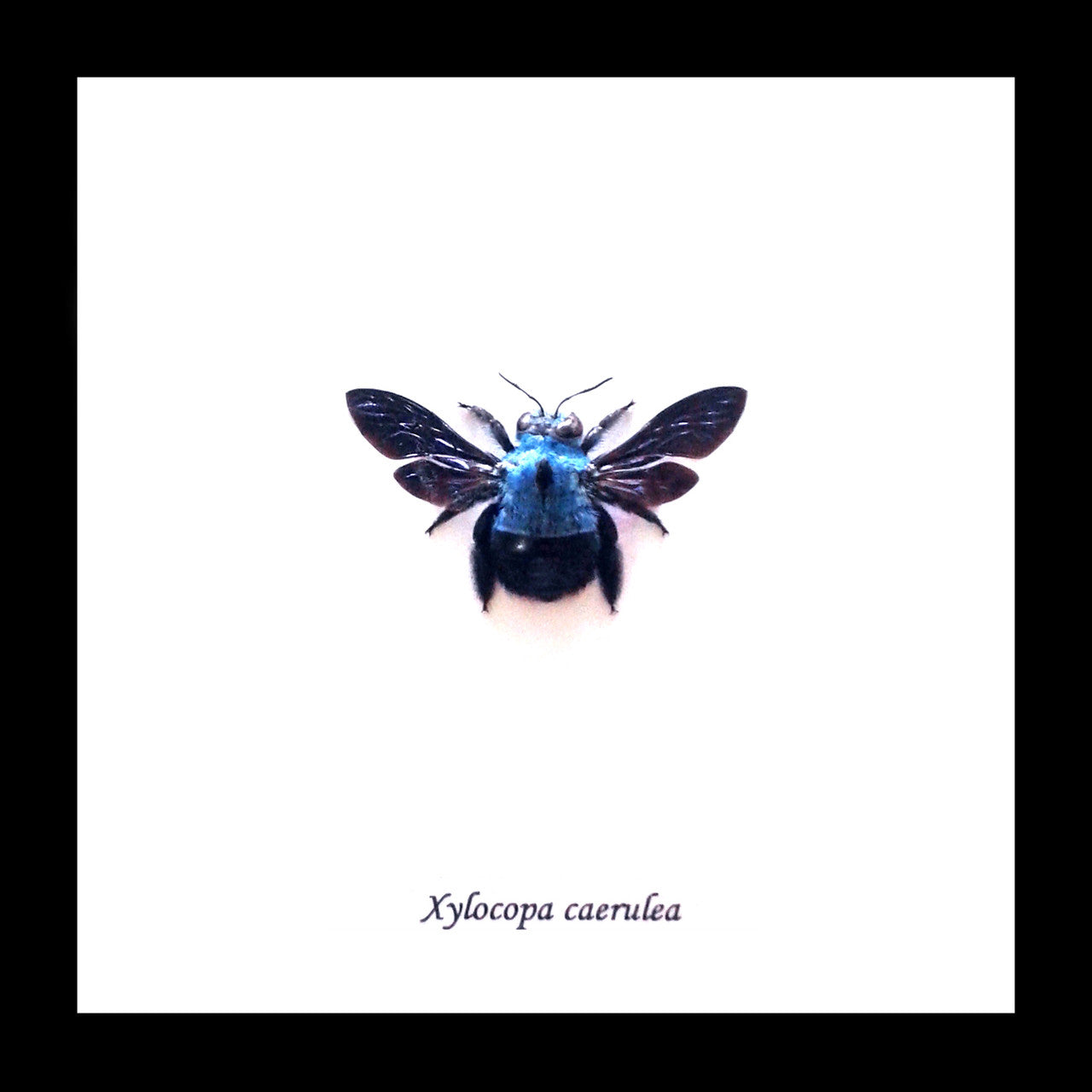 Xylocopa caerulea Bee Bits & Bugs