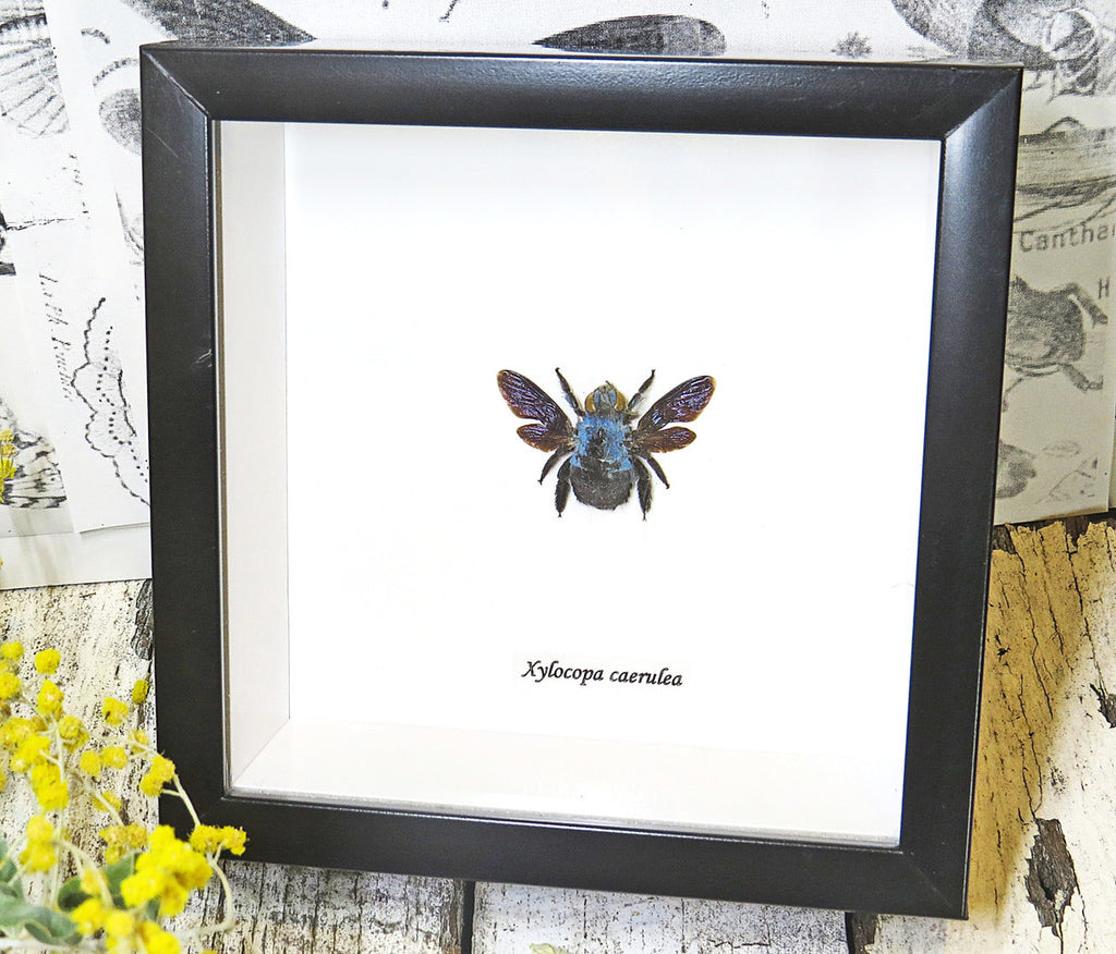 Xylocopa caerulea Bee Bits & Bugs