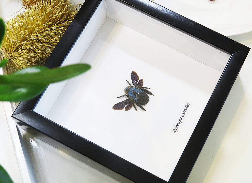 Xylocopa caerulea Bee