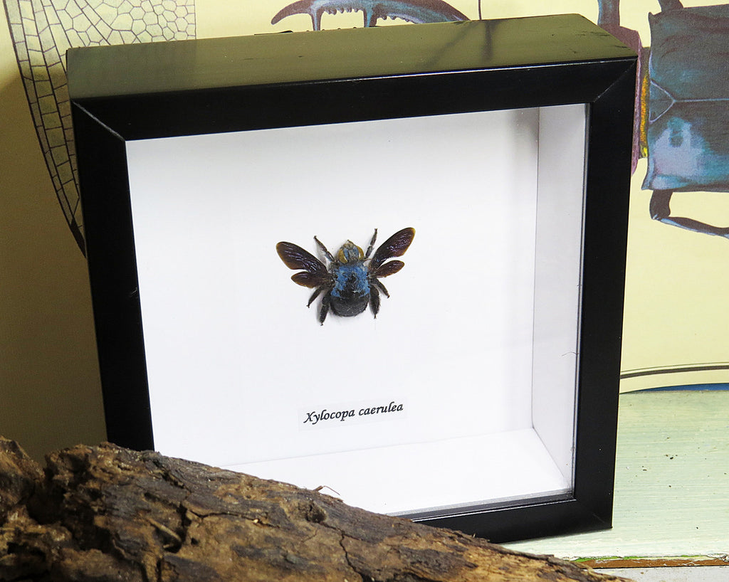 Xylocopa caerulea Bee Bits & Bugs