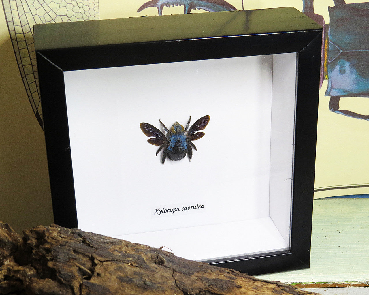 Xylocopa caerulea Bee Bits & Bugs