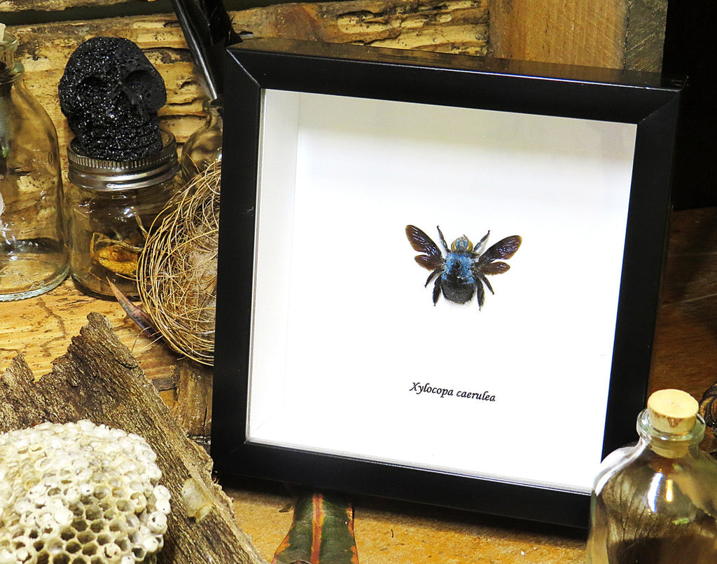Xylocopa caerulea Bee Bits & Bugs