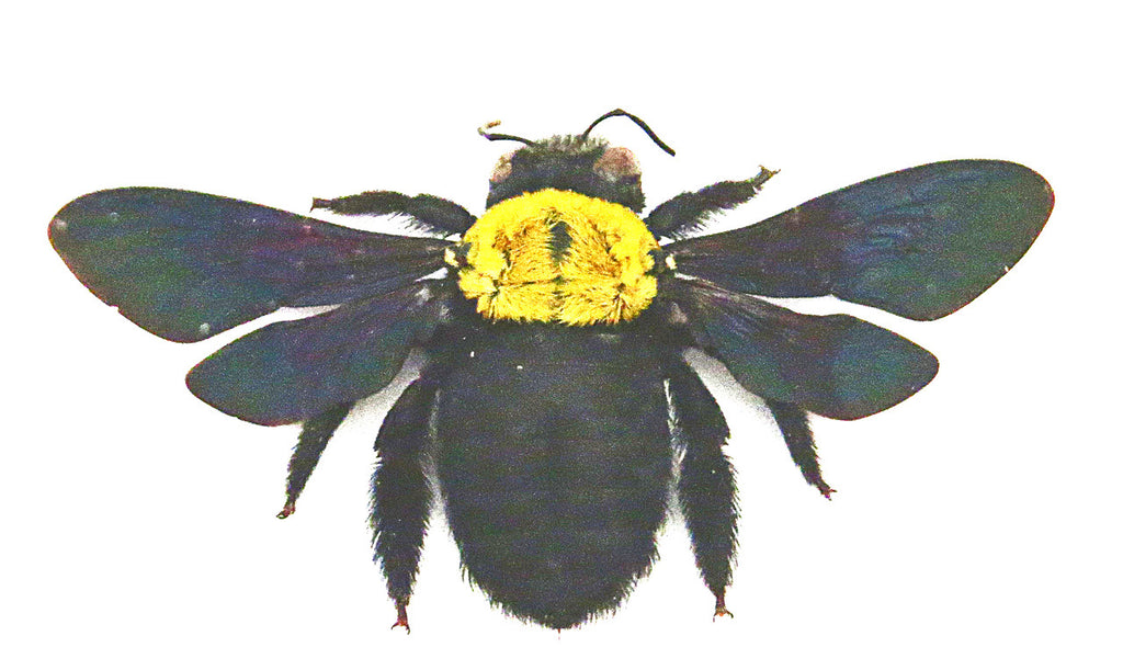 Xylocopa confusa Bee Bits & Bugs