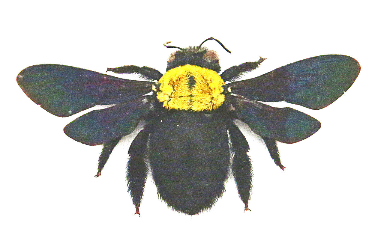 Xylocopa confusa Bee Bits & Bugs