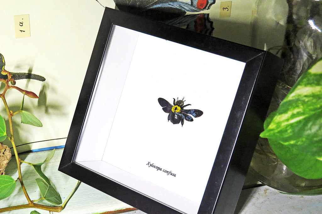 Insect bug bee butterfly dragonfly taxidermy entomology beetle 