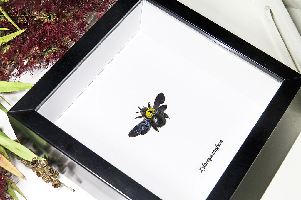 Insect bug bee butterfly dragonfly taxidermy entomology beetle 