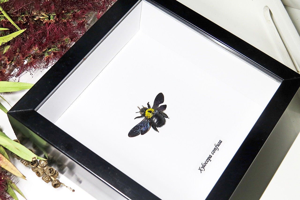 Insect bug bee butterfly dragonfly taxidermy entomology beetle 
