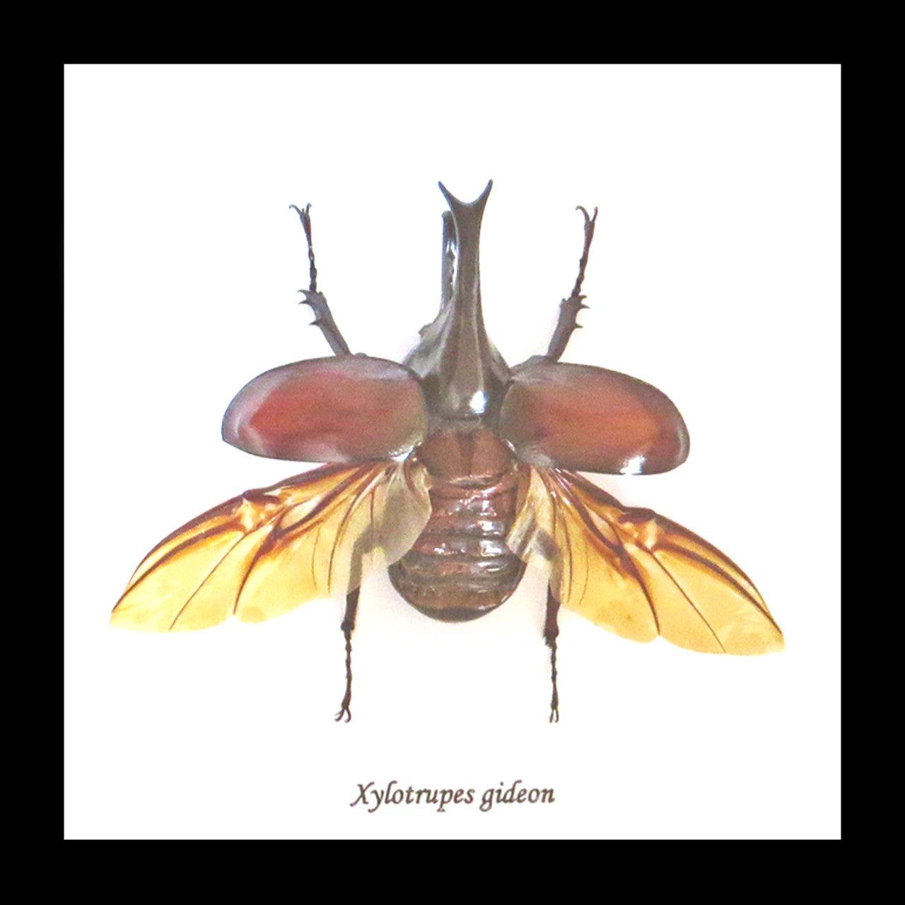 Beetle real bug taxidermy framed Xylotrupes gideon 