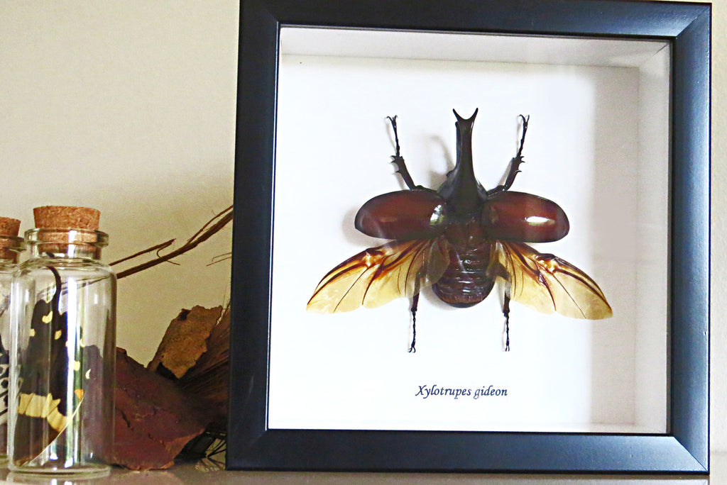 Beetle real bug taxidermy framed Xylotrupes gideon 