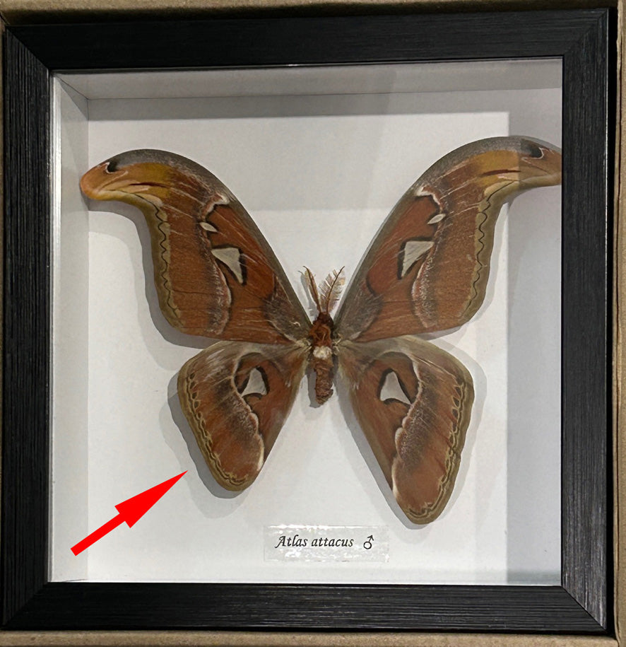 Atlas attacus male # 8 ( SPECIAL )