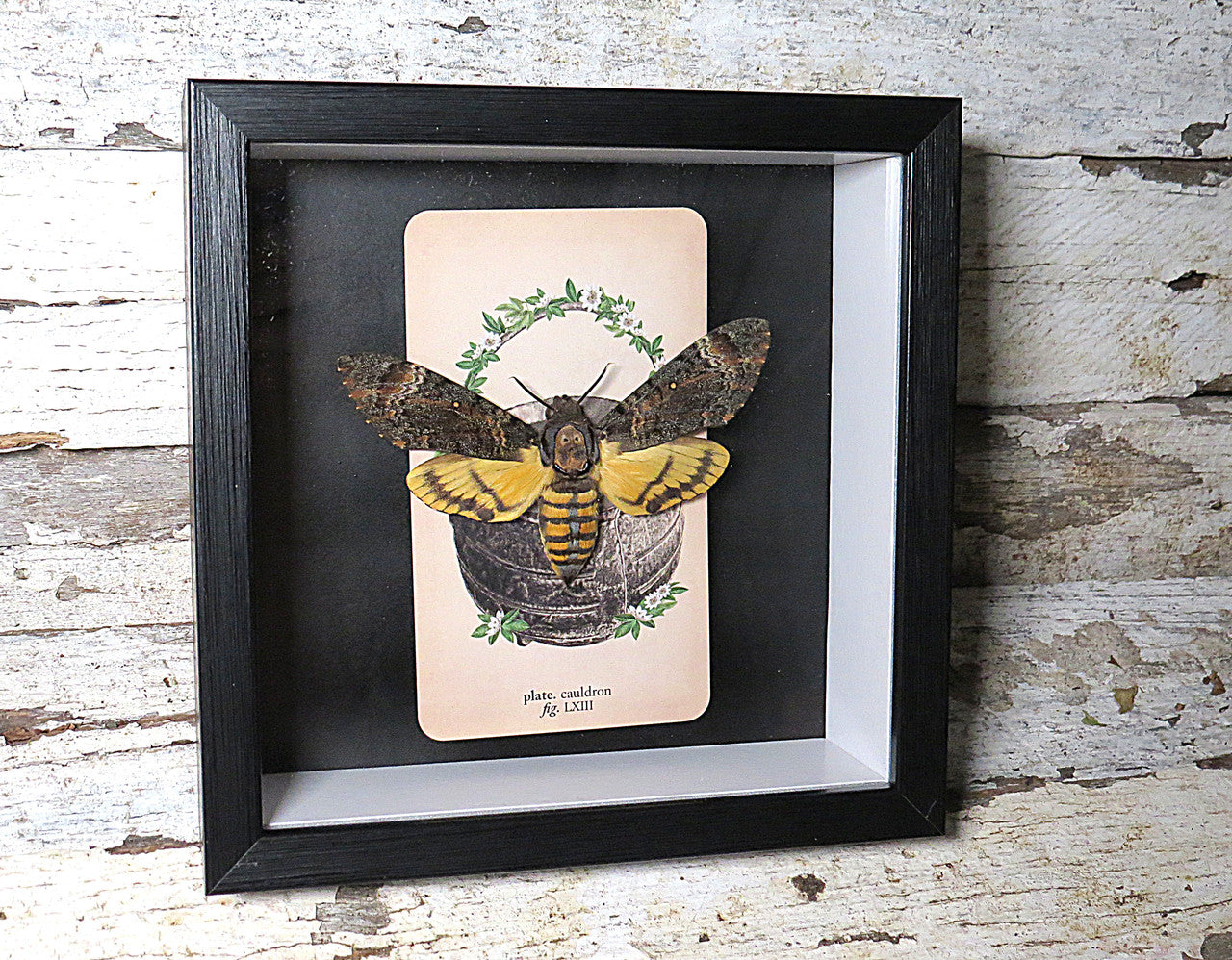 Acherontia atropos AKA Death's-head moth tarot card #1