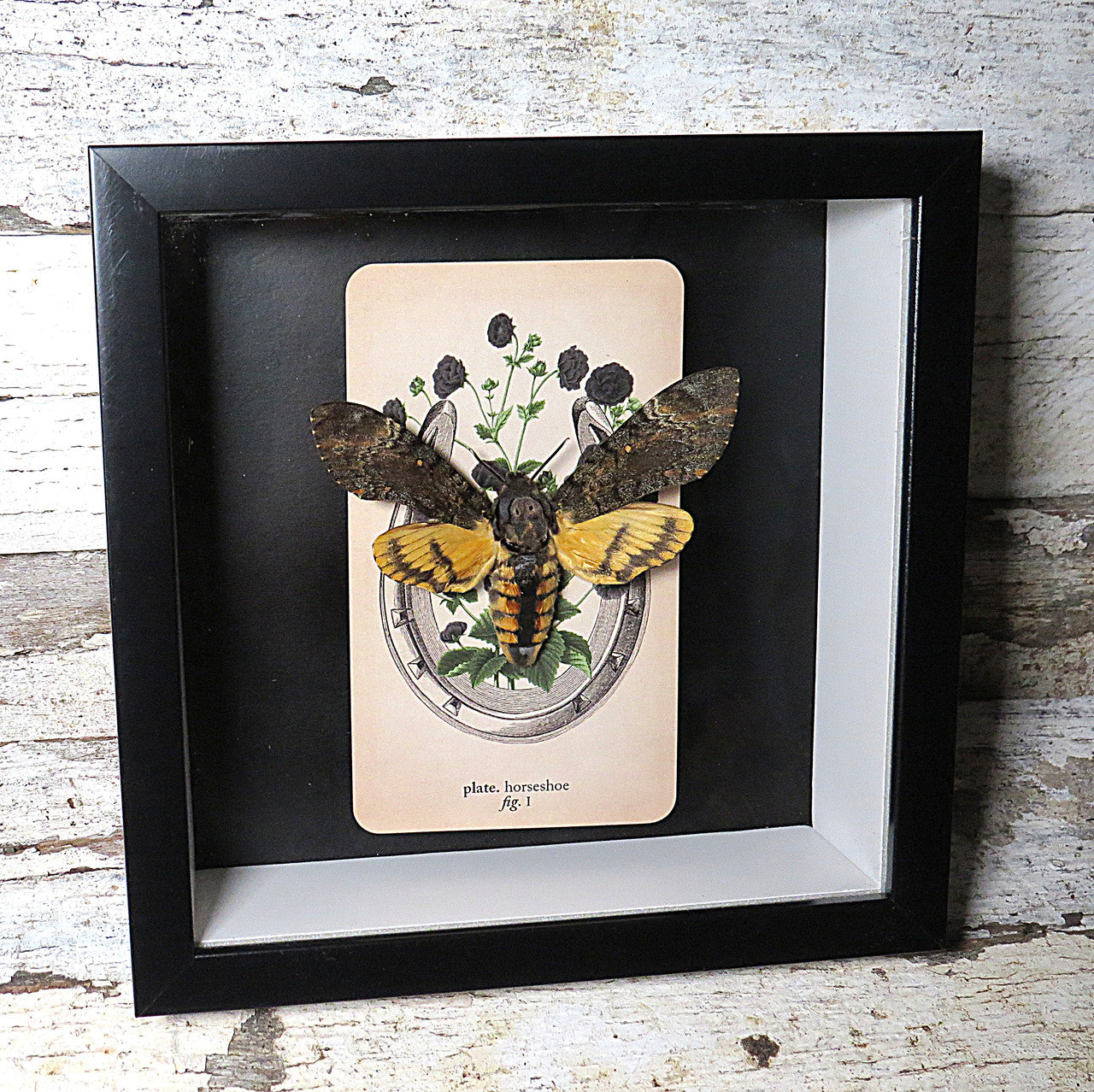 dEATH hEAD mOTH