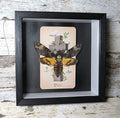 Death Head moth