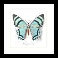 Alcides agathrysus