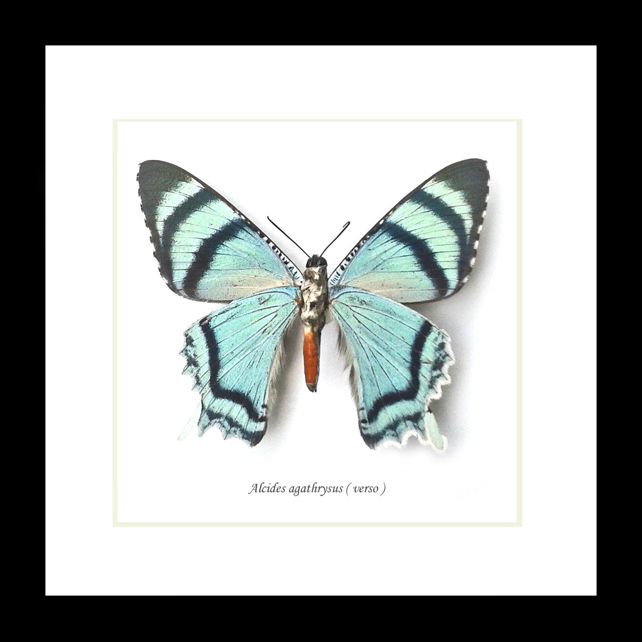 Alcides agathrysus