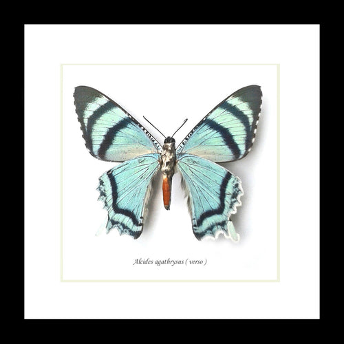 Alcides agathrysus