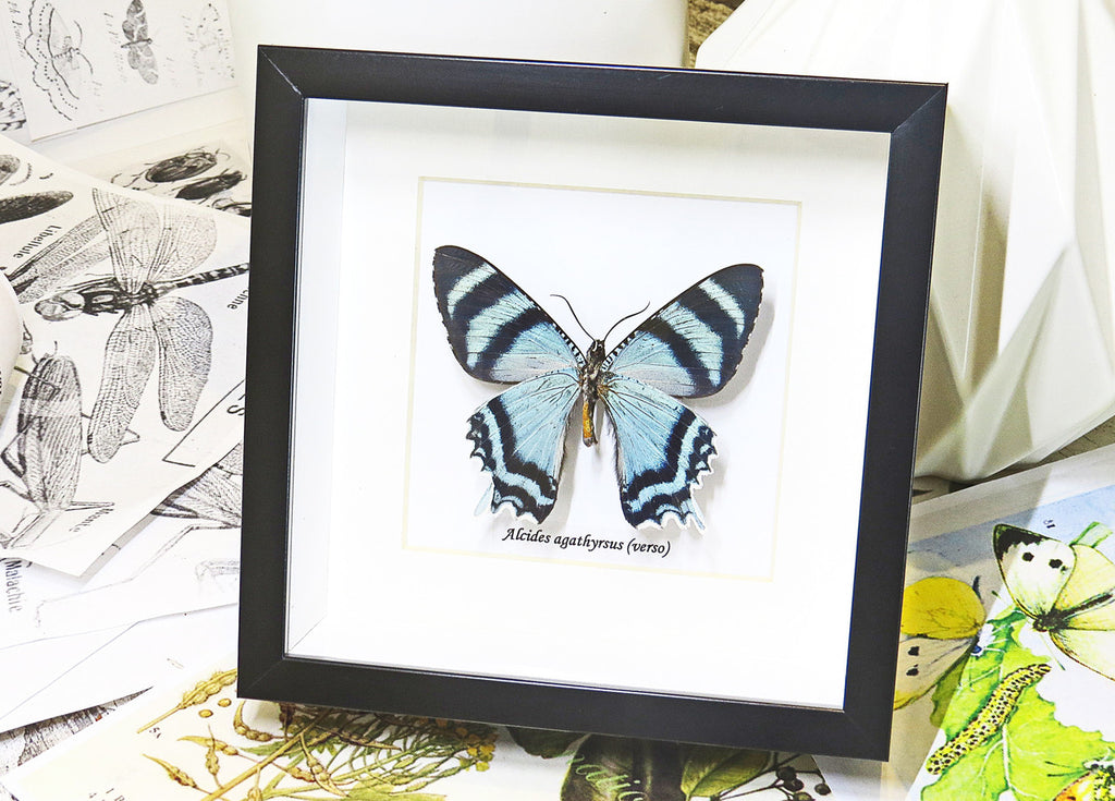 butterflies for sale Australia matt Bits&Bugs Alcides agathrysus