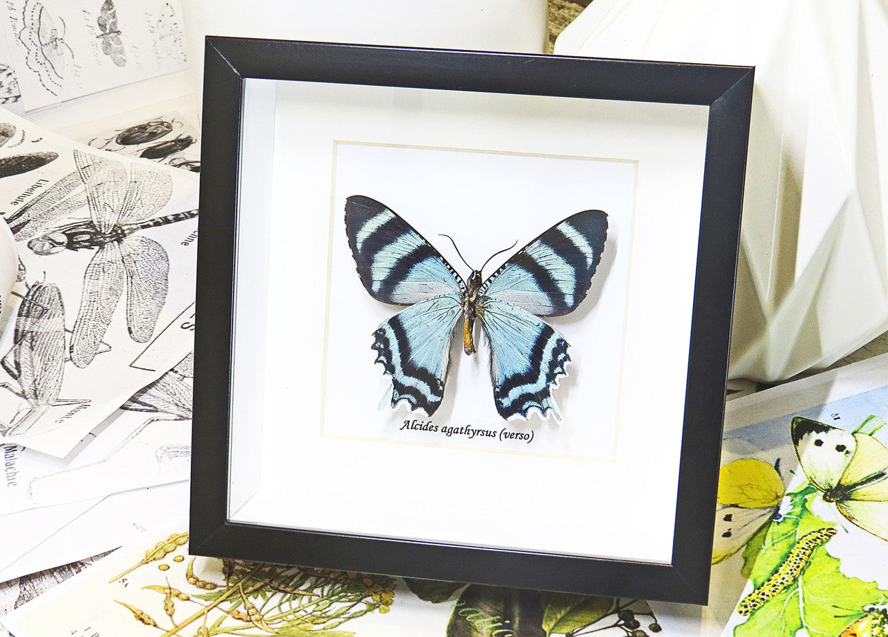 butterflies for sale Australia matt Bits&Bugs Alcides agathrysus