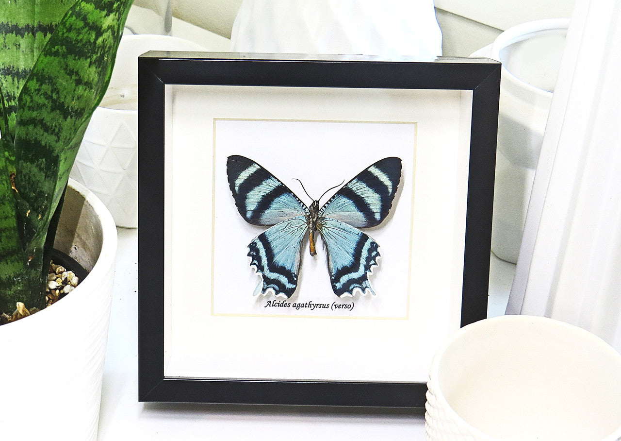 butterflies for sale Australia matt Bits&Bugs Alcides agathrysus