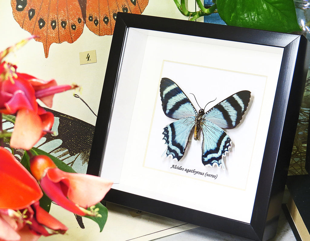 butterflies for sale Australia matt Bits&Bugs Alcides agathrysus
