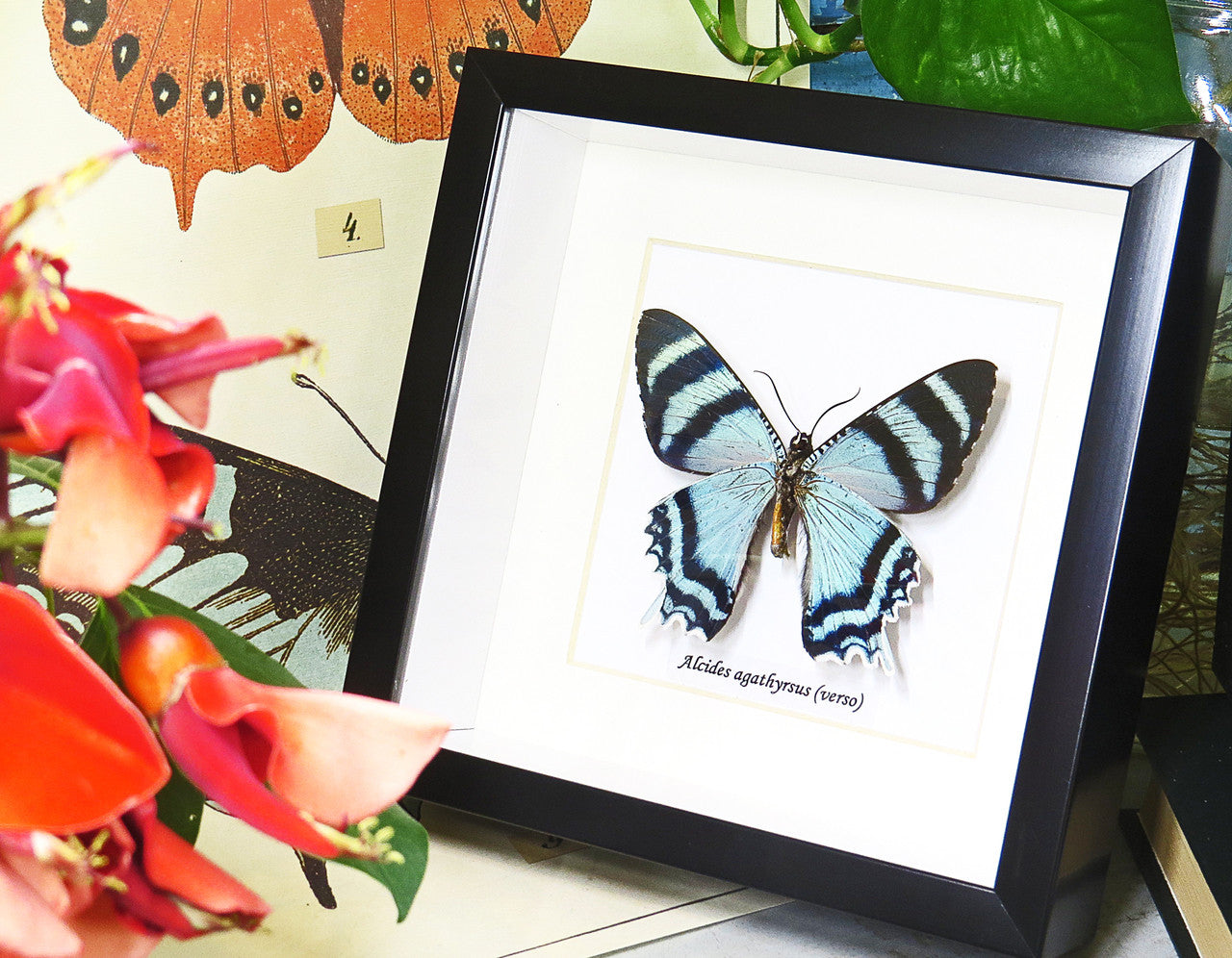 butterflies for sale Australia matt Bits&Bugs Alcides agathrysus