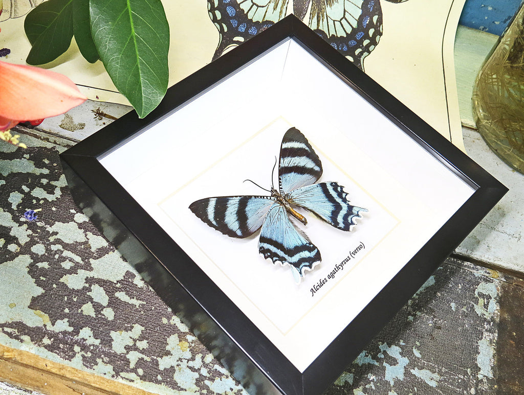 butterflies for sale Australia matt Bits&Bugs Alcides agathrysus