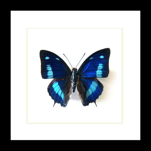 butterfly collection for sale Australia Blue butterfly Anaea cyanea Bits & Bugs 