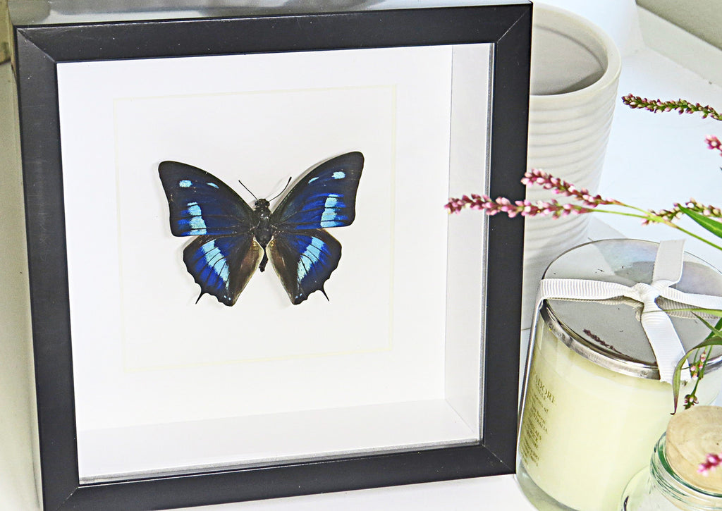 butterfly collection for sale Australia Blue butterfly Anaea cyanea Bits & Bugs 