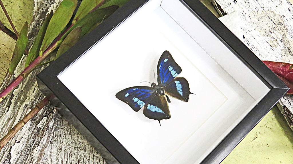 butterfly collection for sale Australia Blue butterfly Anaea cyanea Bits & Bugs 