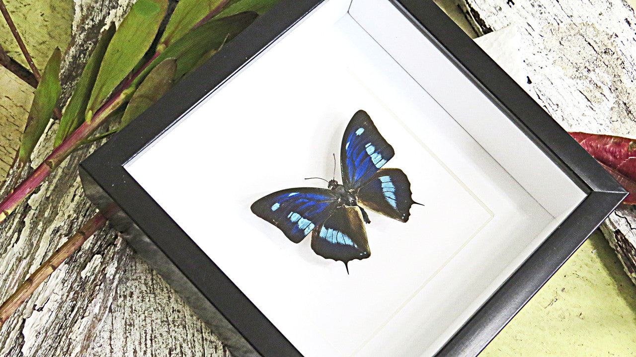 butterfly collection for sale Australia Blue butterfly Anaea cyanea Bits & Bugs 