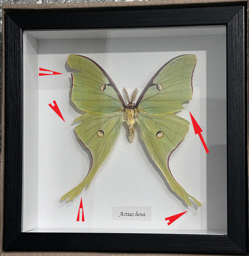 Actias luna # 1  ( special )