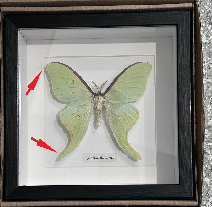 Actias dulcinea ( special )