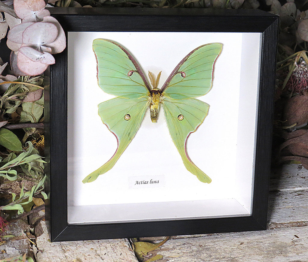 Actias luna 