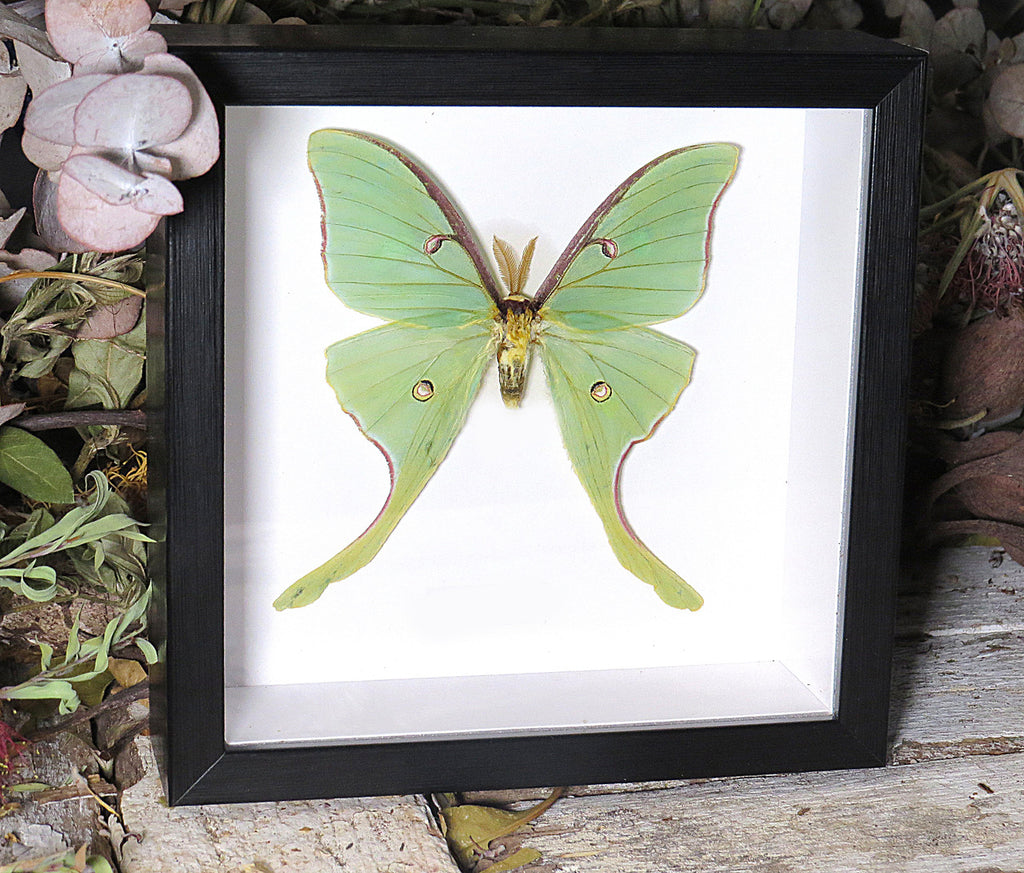 Actias luna