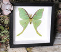 Actias luna