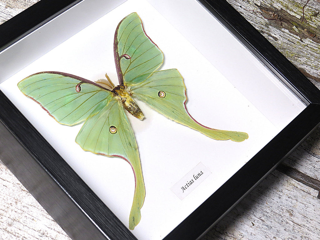 Actias luna 