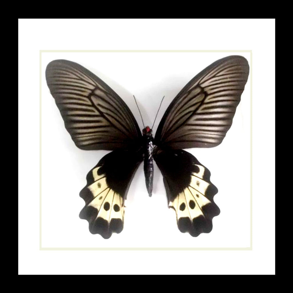 Butterfly framed in shadowbox  Bits & Bugs 