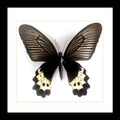 Butterfly framed in shadowbox  Bits & Bugs 
