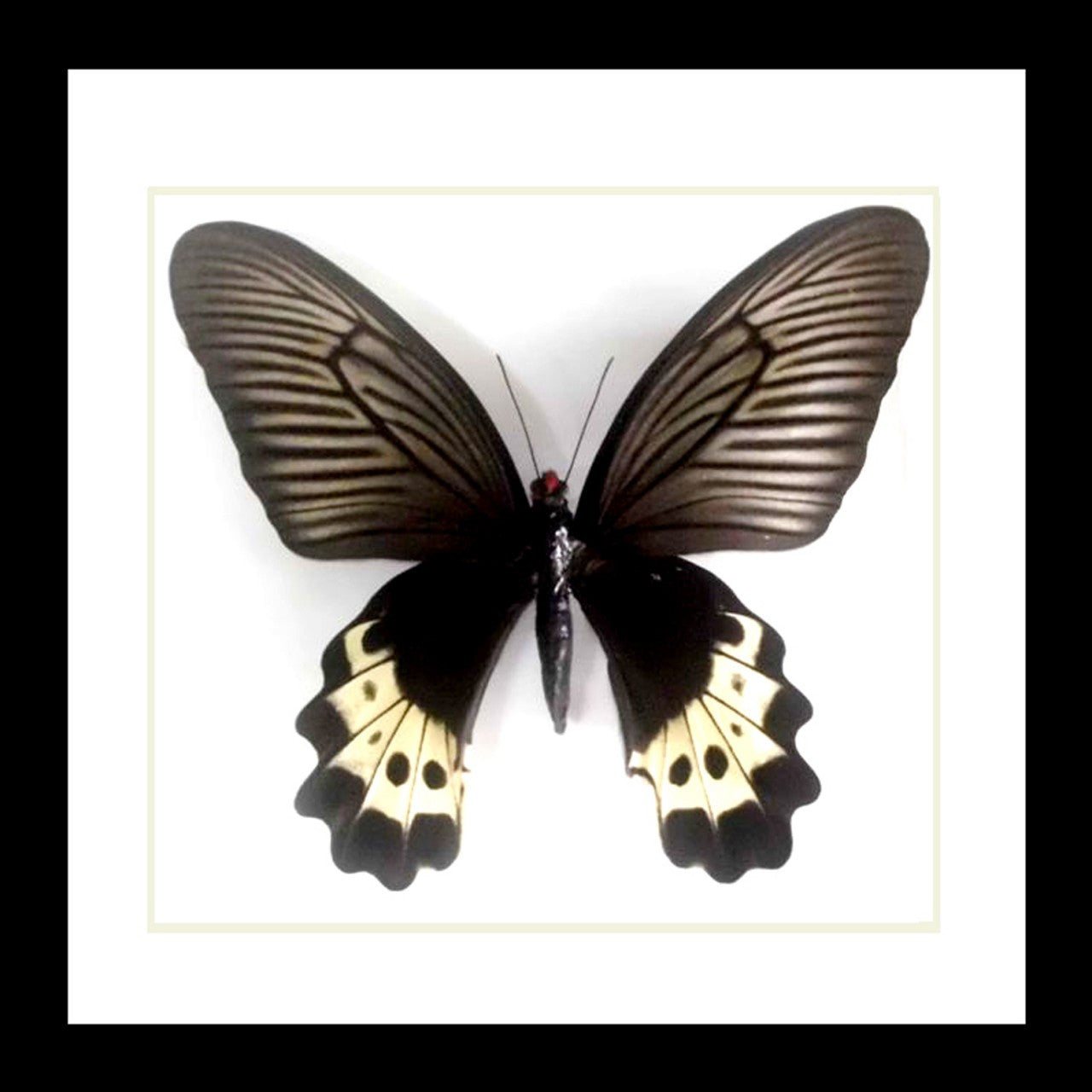 Butterfly framed in shadowbox  Bits & Bugs 