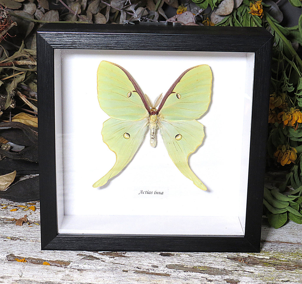 Actias luna 